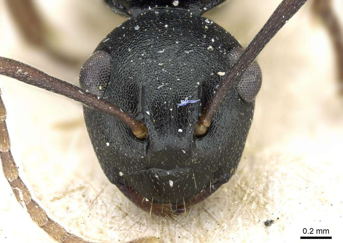 Image of Polyrhachis furcula Emery 1911