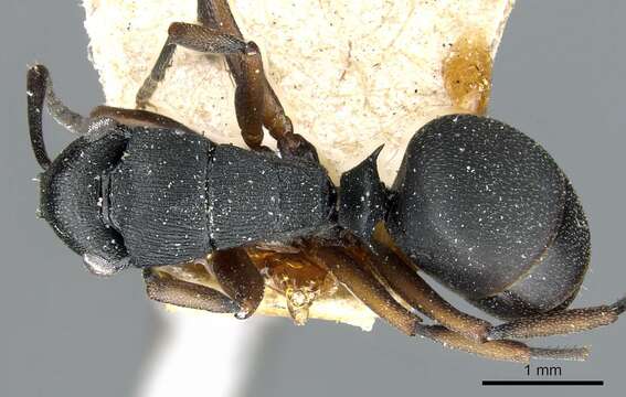 Image of Polyrhachis inconspicua Emery 1887
