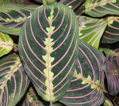 Image de Maranta leuconeura É. Morren