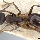 Plancia ëd Polyrhachis queenslandica Emery 1895