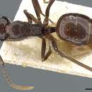 Image of Polyrhachis chartifex Emery 1900