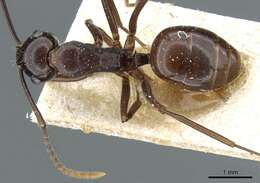 Image of Polyrhachis chartifex Emery 1900