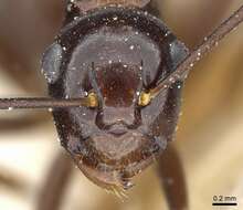 Image of Polyrhachis chartifex Emery 1900