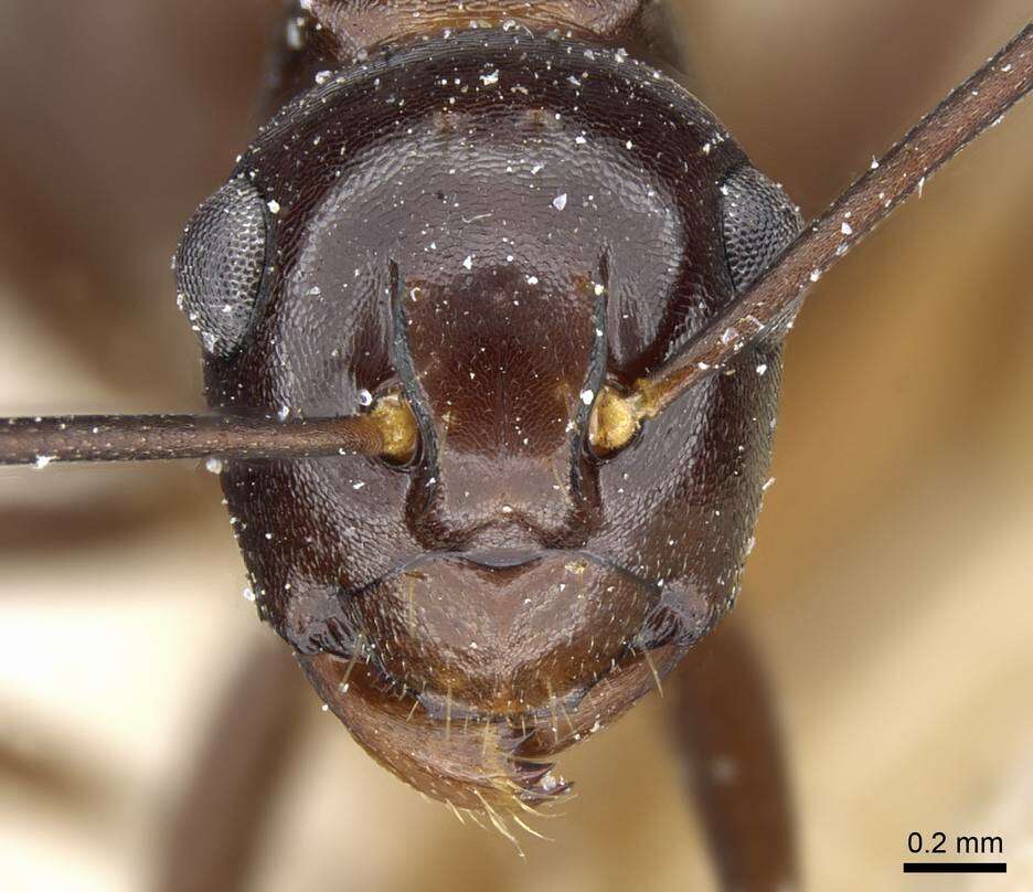 Image of Polyrhachis chartifex Emery 1900