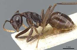 Image of Polyrhachis chartifex Emery 1900