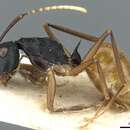 Plancia ëd Polyrhachis luteogaster