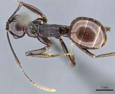 Image of Polyrhachis lombokensis Emery 1898