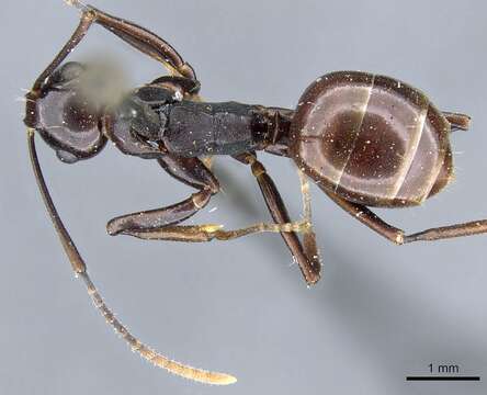 Image of Polyrhachis lombokensis Emery 1898