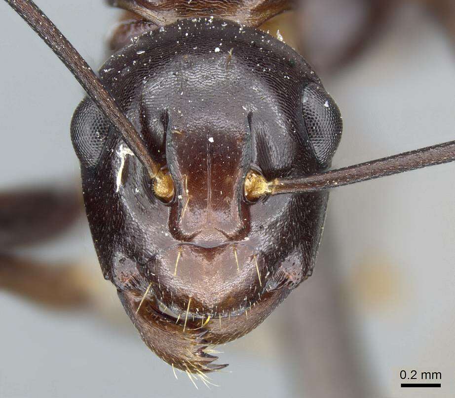 Image of Polyrhachis lombokensis Emery 1898