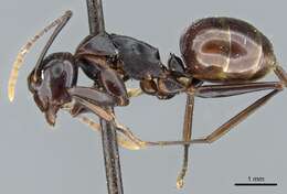 Image of Polyrhachis lombokensis Emery 1898