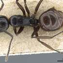 Image of Polyrhachis subtridens Emery 1900