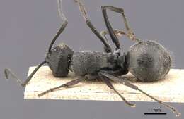 Image of Polyrhachis edentula