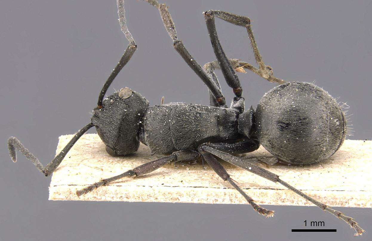 Image of Polyrhachis edentula