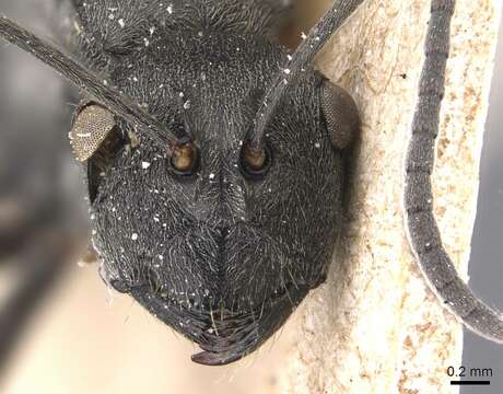 Image of Polyrhachis edentula