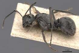 Image of Polyrhachis edentula