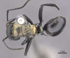 Image of Polyrhachis ornata Mayr 1876