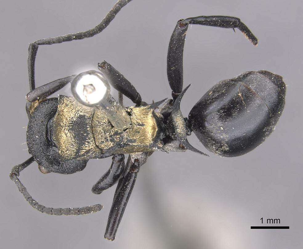 صورة Polyrhachis ornata Mayr 1876