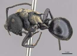 صورة Polyrhachis ornata Mayr 1876