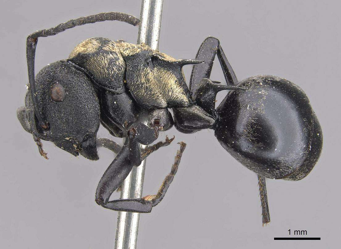 Image of Polyrhachis ornata Mayr 1876