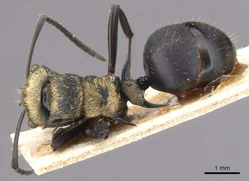 Image of Polyrhachis hermione Emery 1895