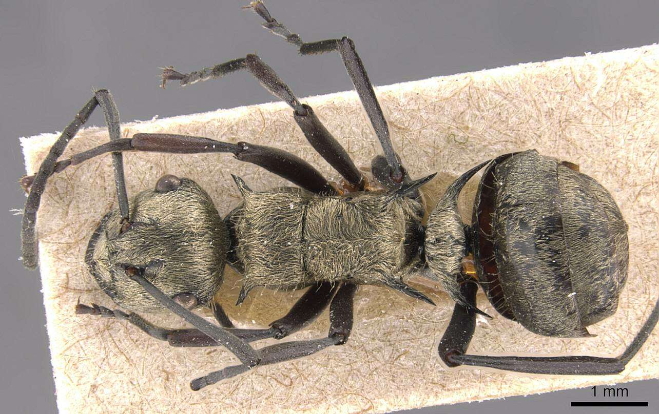 Image de Polyrhachis cupreata Emery 1895