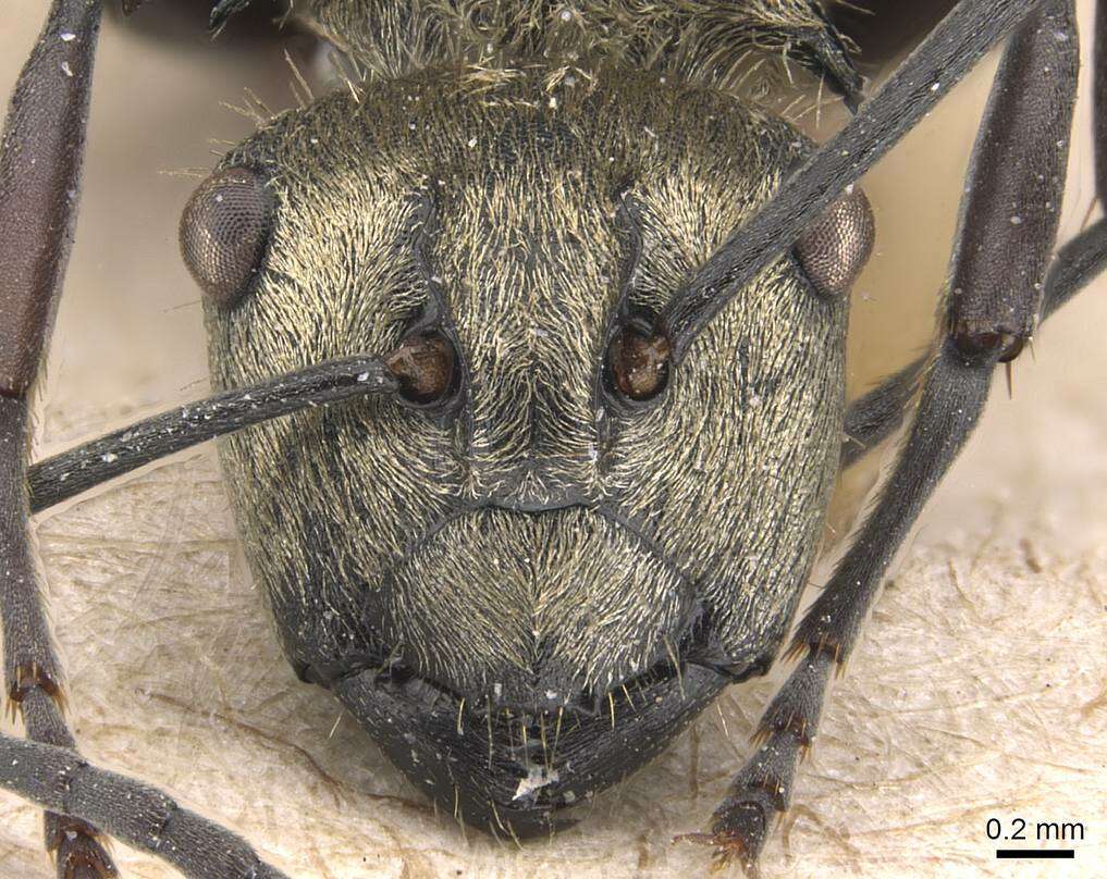 Image de Polyrhachis cupreata Emery 1895