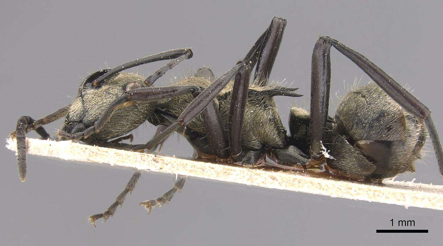 Image de Polyrhachis cupreata Emery 1895