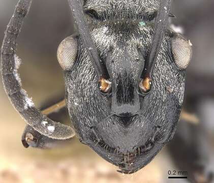 Image of Polyrhachis annae Mann 1919