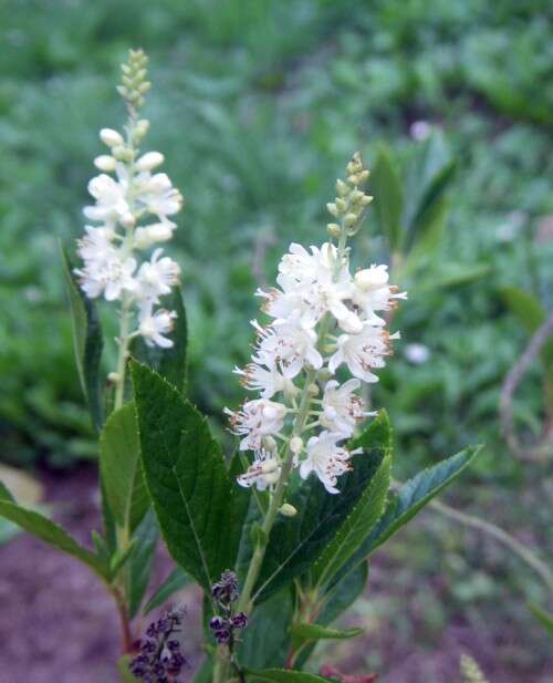 Image de Clethra fargesii Franch.