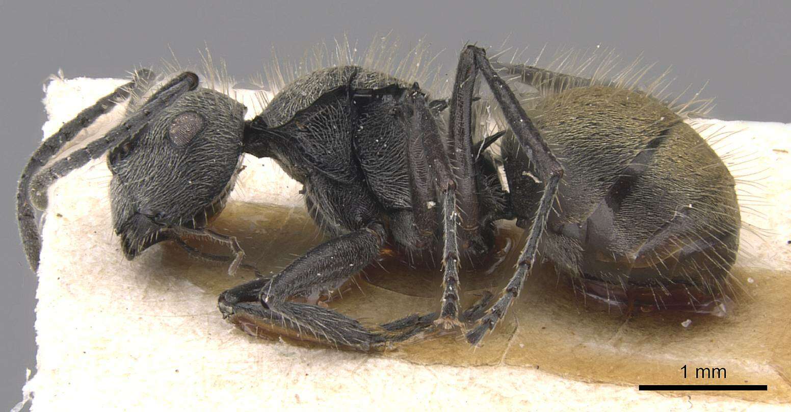 Image of Polyrhachis appendiculata Emery 1893