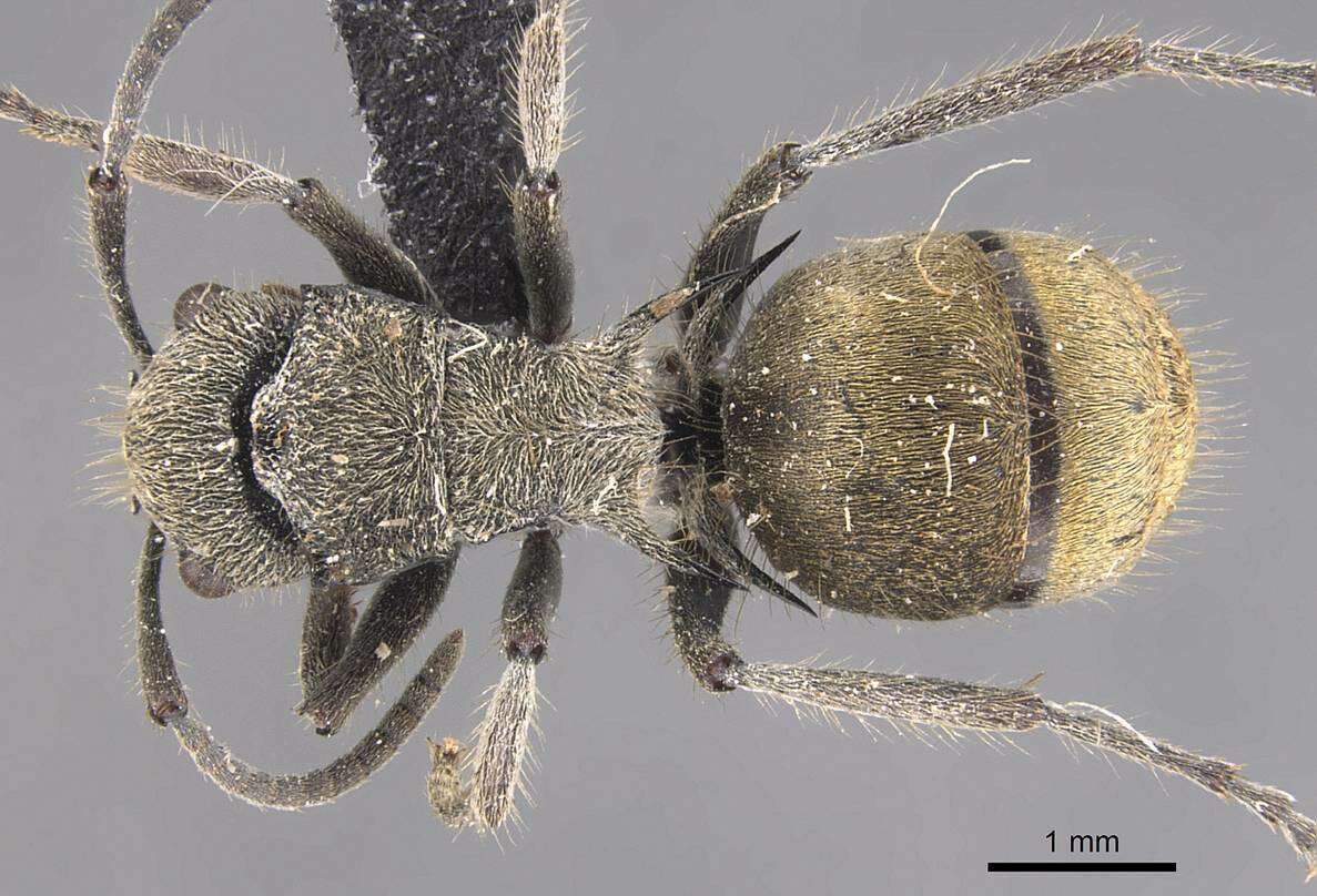 Image of Polyrhachis obtusa Emery 1897