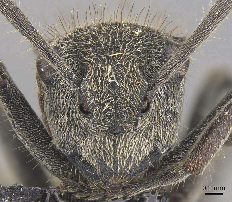 Image of Polyrhachis obtusa Emery 1897