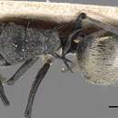Image of Polyrhachis pallescens Mayr 1876