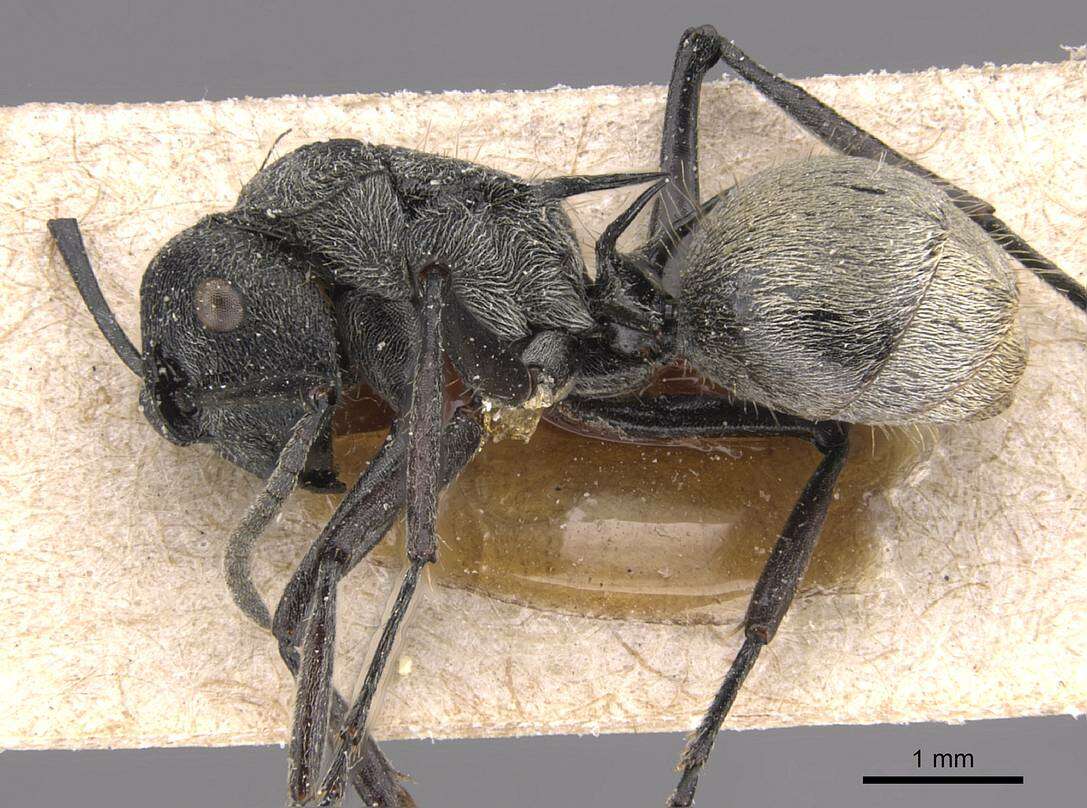 Image of Polyrhachis pallescens Mayr 1876