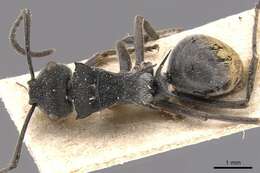 Image of Polyrhachis constricta Emery 1897