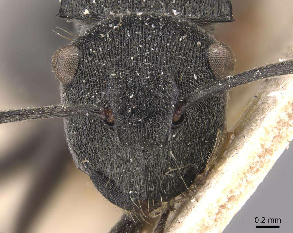 Image of Polyrhachis constricta Emery 1897