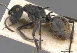 Image of Polyrhachis constricta Emery 1897