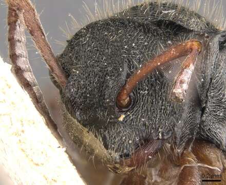 Image of Polyrhachis argenteosignata Emery 1900