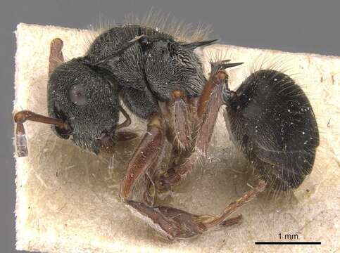 Image of Polyrhachis argenteosignata Emery 1900