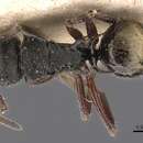 Image of Polyrhachis laciniata Emery 1900