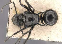 Image de Polyrhachis aurita Emery 1911