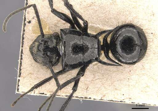 Image of Polyrhachis aurita Emery 1911