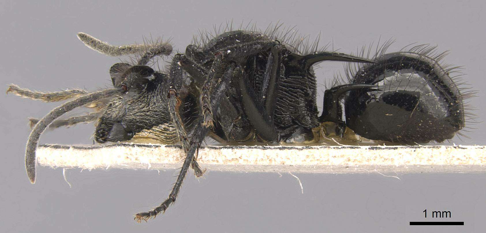 Image de Polyrhachis aurita Emery 1911