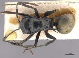 Image de Polyrhachis loriai Emery 1897