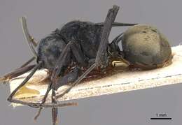 Image de Polyrhachis loriai Emery 1897