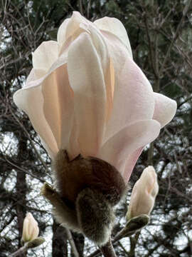 Image of Star Magnolia