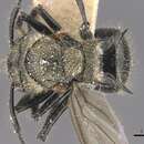 Image of Polyrhachis villosa Emery 1897