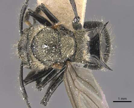 Image de Polyrhachis villosa Emery 1897