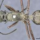 Image of Polyrhachis reclinata Emery 1887