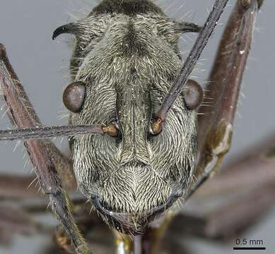 Image de Polyrhachis reclinata Emery 1887